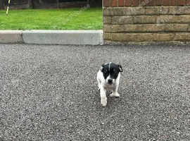 Jack Russell