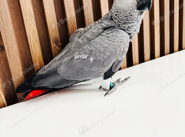 Beautiful baby African grey