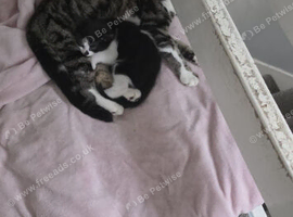 female 1 month urgent rehoming