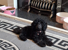 Little Cinders