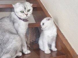 Gorgeous Scottish Fold Kittens