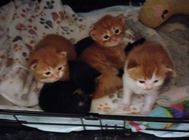 mix breed Kittens for sale