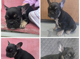 3 French Bulldog puppies left