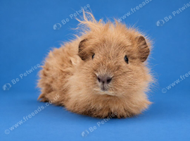 Swiss sow Guinea pig Gold purebred