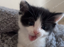 female kitten