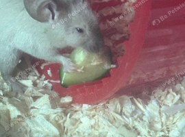 Fancy mouse needing a new home