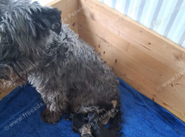 Miniature schnauzer puppies for sale.