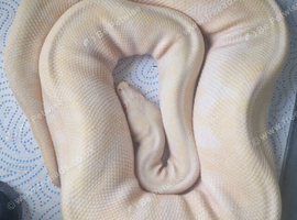 Breeder girls available
