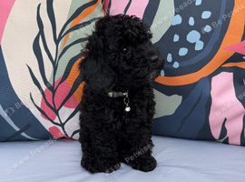 Only one Pup Left Ready 3-7-2026 from Extensively DNA & Health Tested Parents