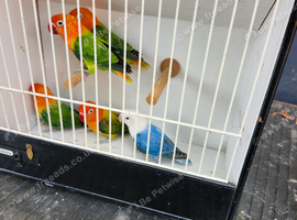 Some green and blue opaline lovebirds for sale