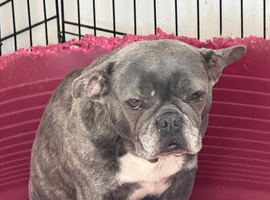 Beautiful ugly French bulldog female