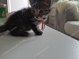 Kittens