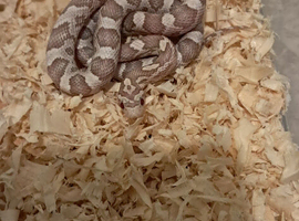 Baby corn snake