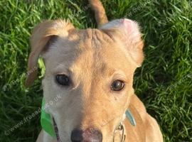 Lab x saluki