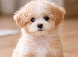 I am looking for a Maltipoo girl