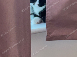 Black and white male kitten