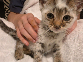 7 kittens for sale