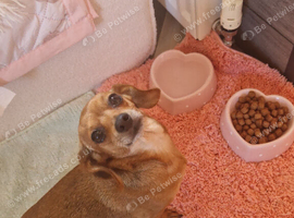 Chiweenie red girl for rehoming