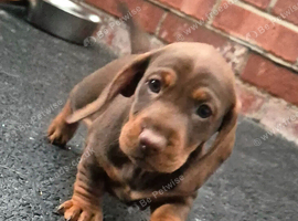 2 gorgous sausage puppies