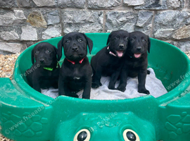 Chunky black labs