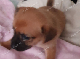 For sale jackawawa
