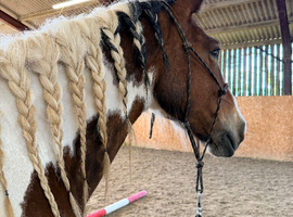 Gorgeous skewbald ISH x Cob mare