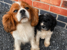 Cavapoo