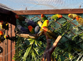 Lots of birds