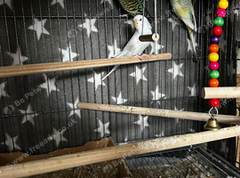3 budgies
