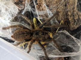 Orange baboon tarantula