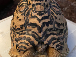 Leopard tortoise for sale