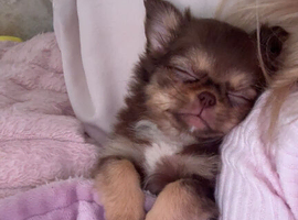 Long haired chihuahua teacup girl puppy