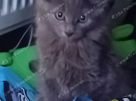 Norwegian Forest Cat x Russian Blue Kittens