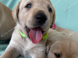 Gorgeous Goldador Puppies