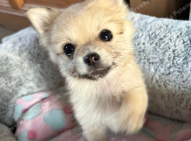 Pomeranian puppies