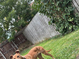 Whippet x greyhound