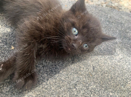3 beautiful kittens, nine weeks old Needs good home message me for more pics