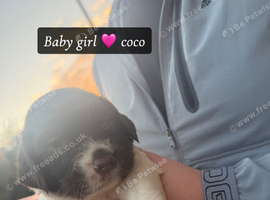 Sprocker spaniel puppies