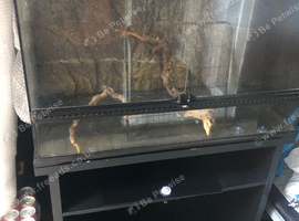 Reptile vivarium ideal for corn snakes lizards etc