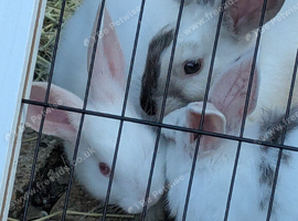 3 gorgeous babies