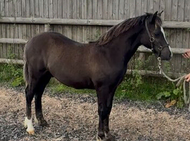 Well handled 5 months old Popsters colt
