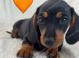 8 beautiful puppies ready now!