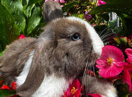 Beautiful girls 11wks Holland/ mini lop