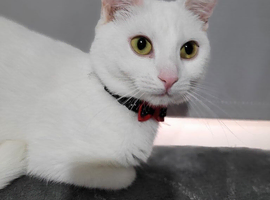 1 year old white female