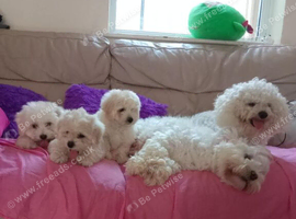 3 Maltese puppies