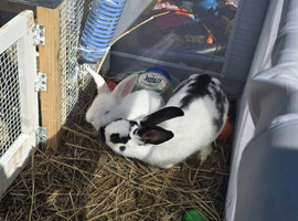 Rabbit for sale