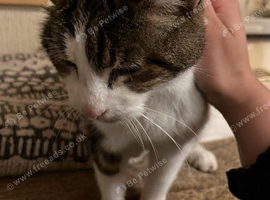 Stripes (Need A Forever Home)