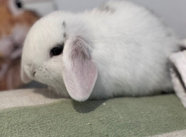 Selection of vaccinated mini lop babies
