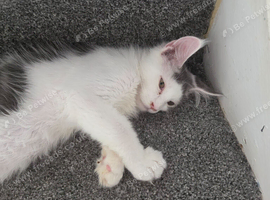 TICA REGISTERED MAINE COON KITTENS