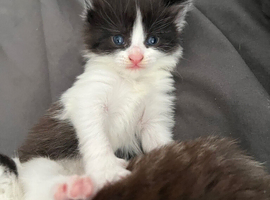 4 kittens